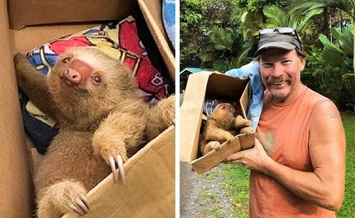 나무늘보의 구사일생.jpg4