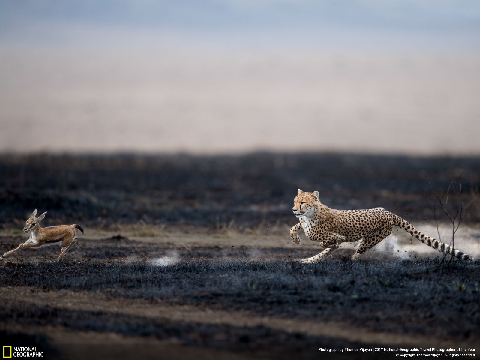 내셔널 지오그래픽 사진10