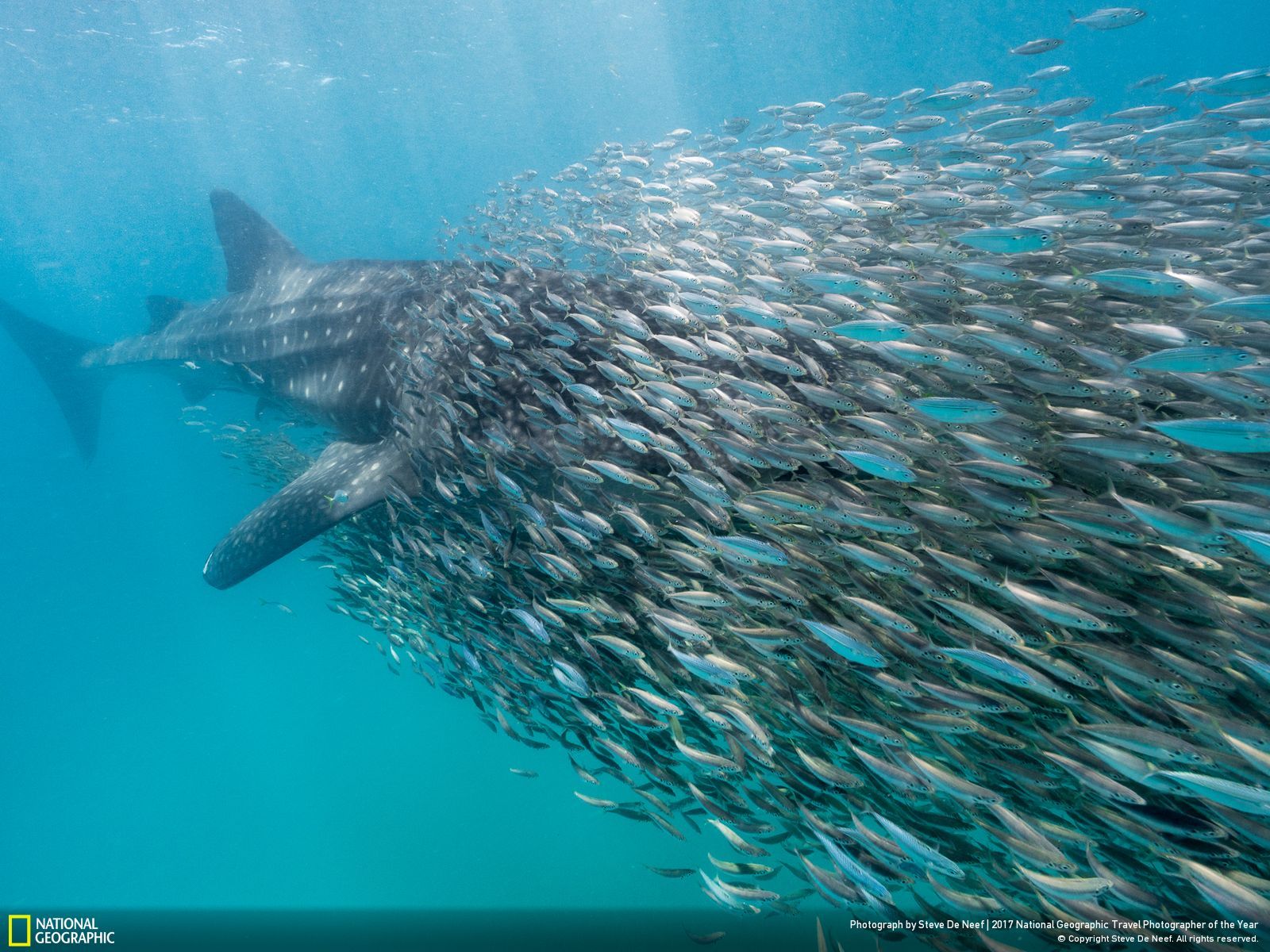 내셔널 지오그래픽 사진112