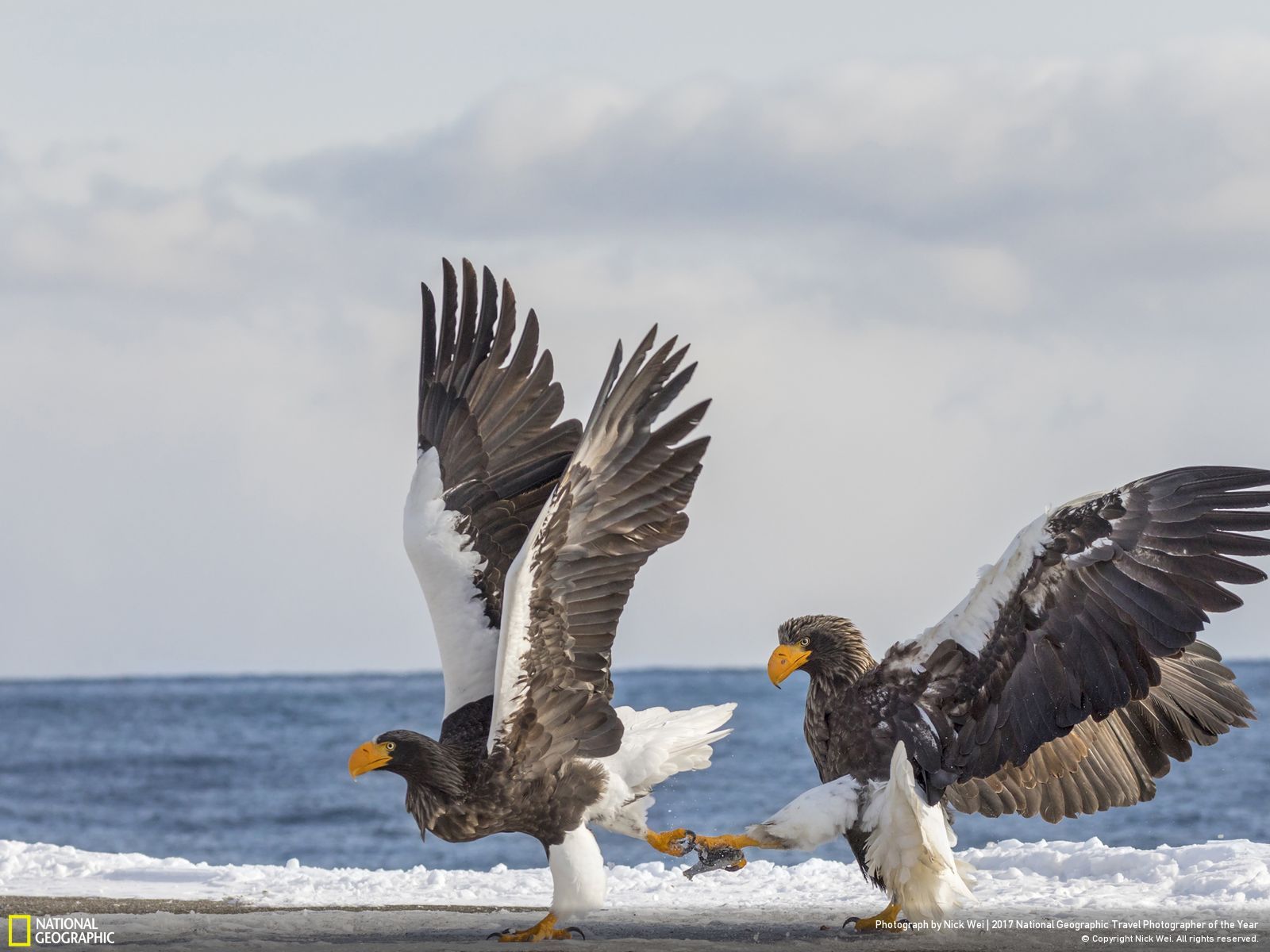 내셔널 지오그래픽 사진14