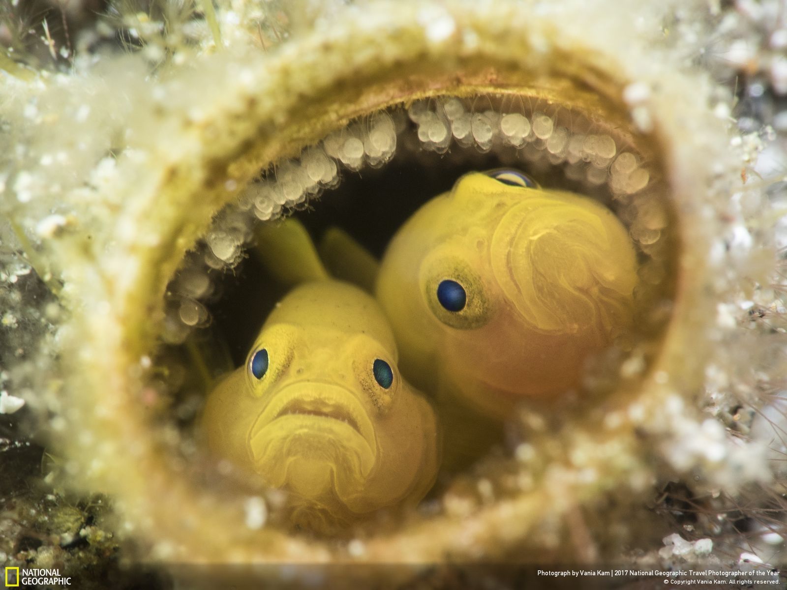 내셔널 지오그래픽 사진31