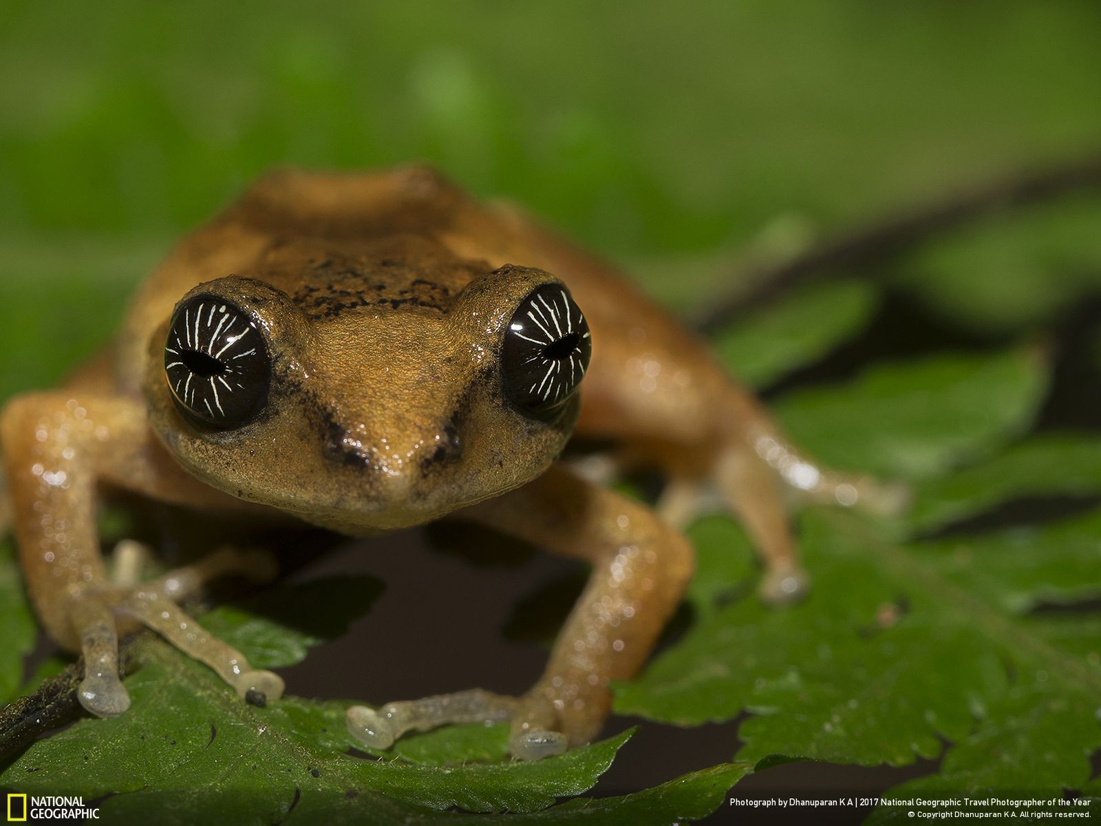 내셔널 지오그래픽 사진32
