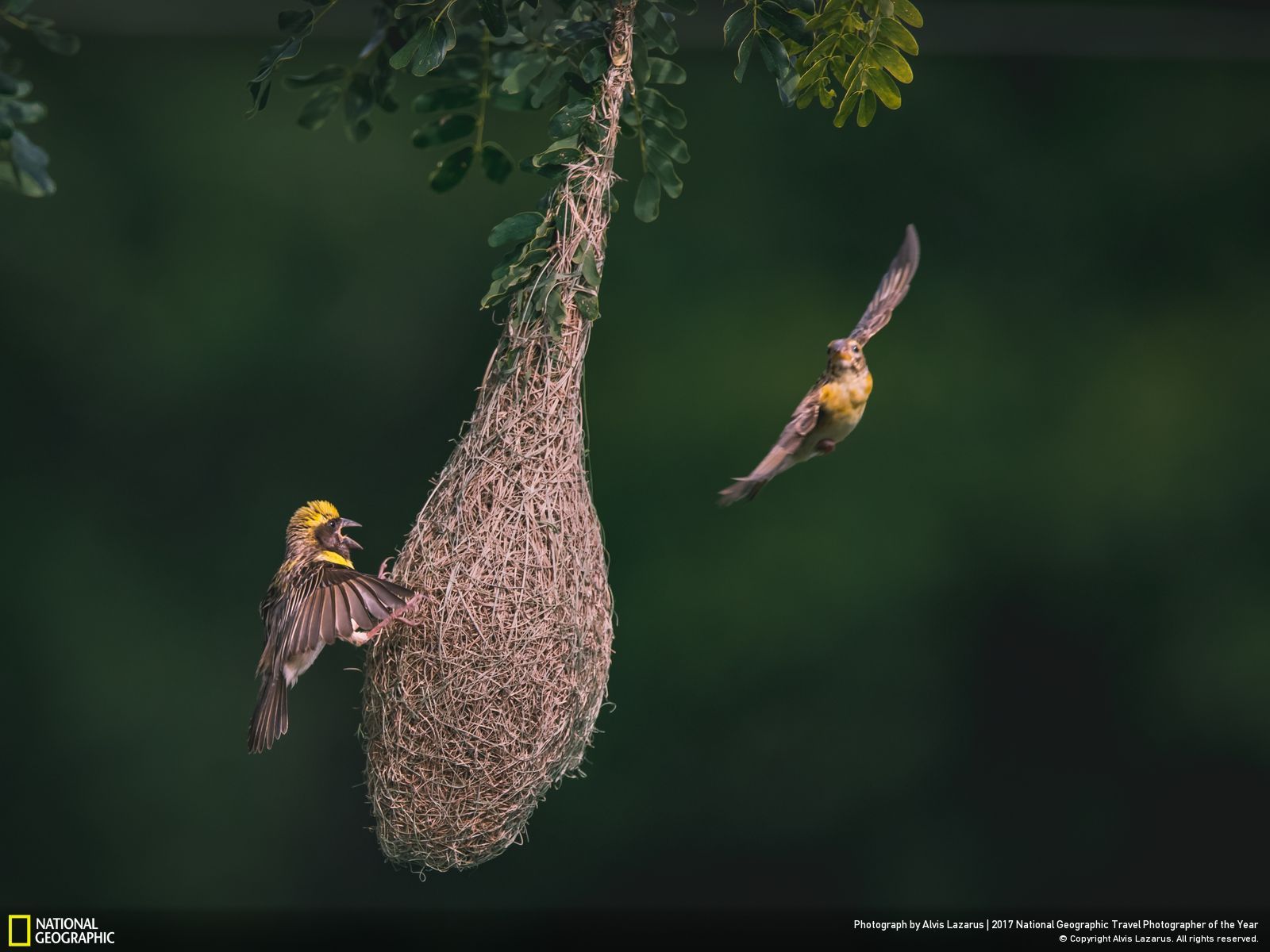 내셔널 지오그래픽 사진73