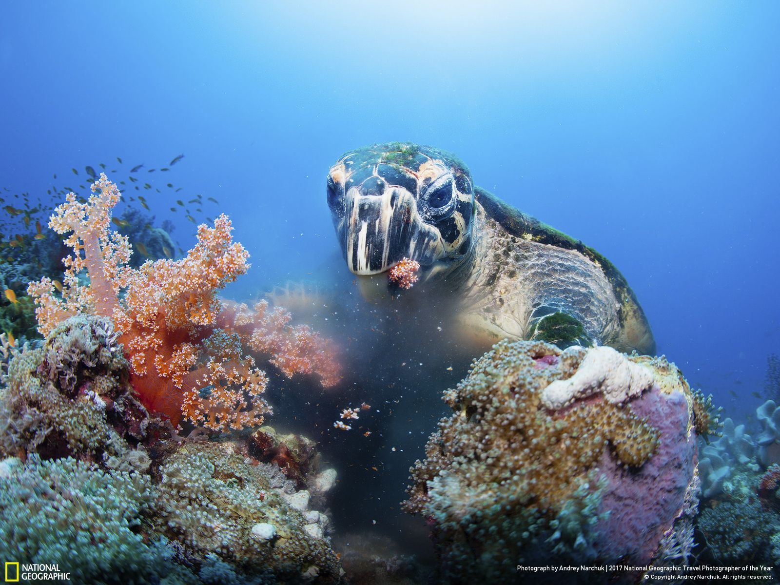 내셔널 지오그래픽 사진93