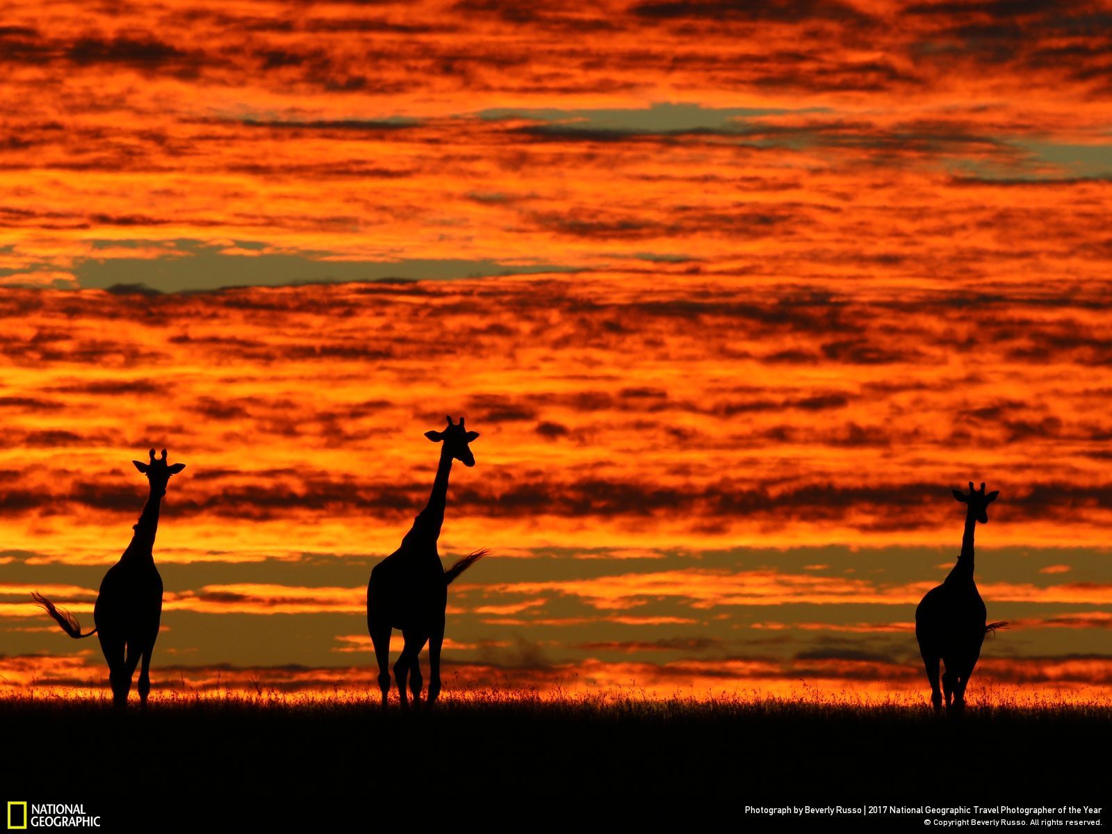 내셔널 지오그래픽 사진96