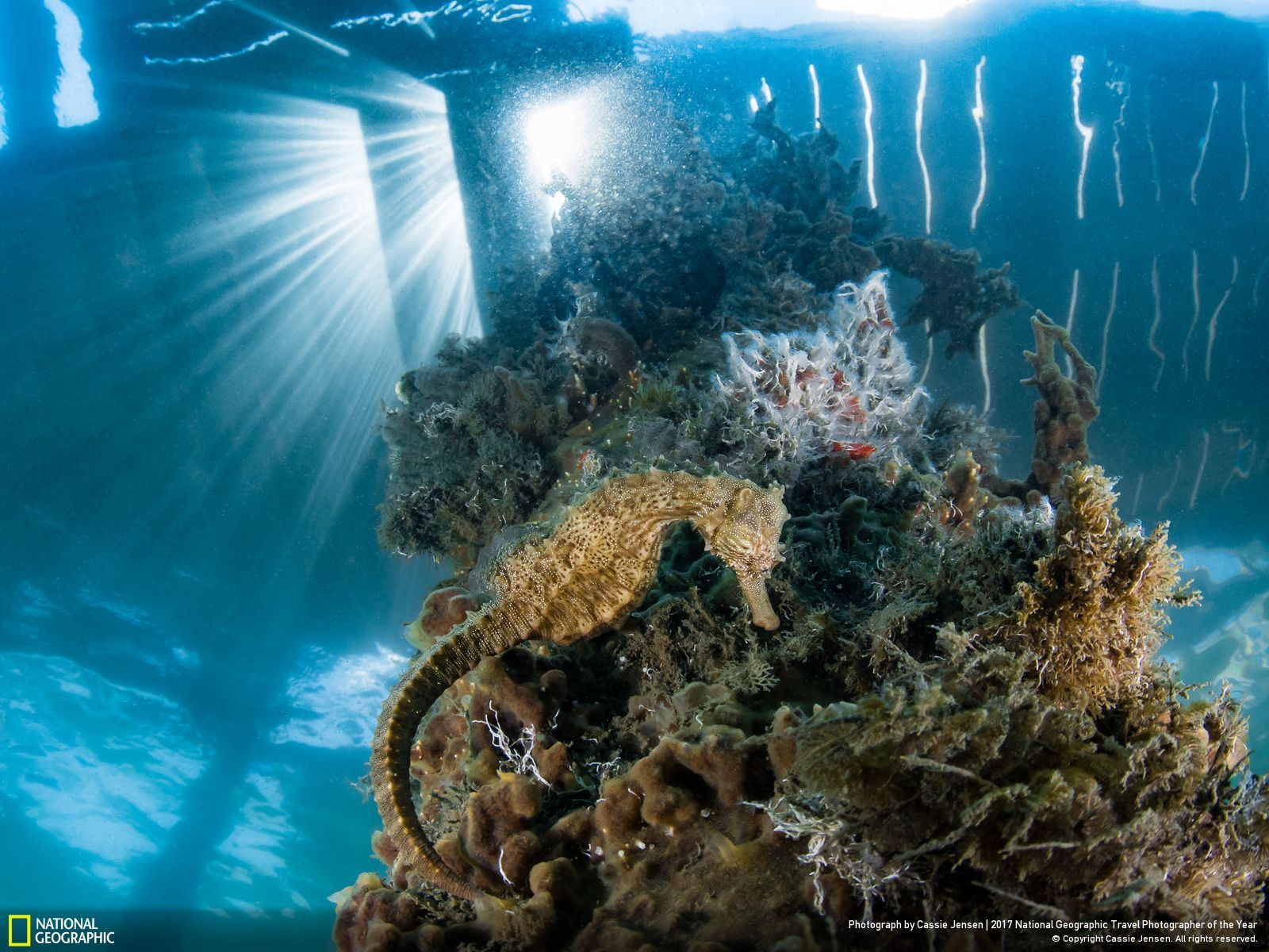 내셔널 지오그래픽 사진98