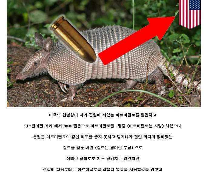 아르마딜오를 총으로 쏘면 안되는 이유.jpg1