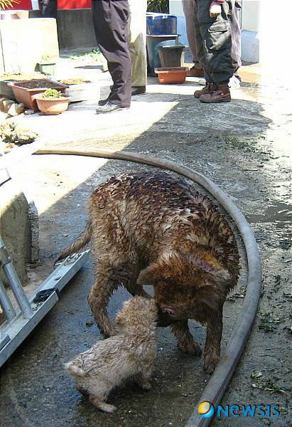 화마에서 동생을 지킨 개1