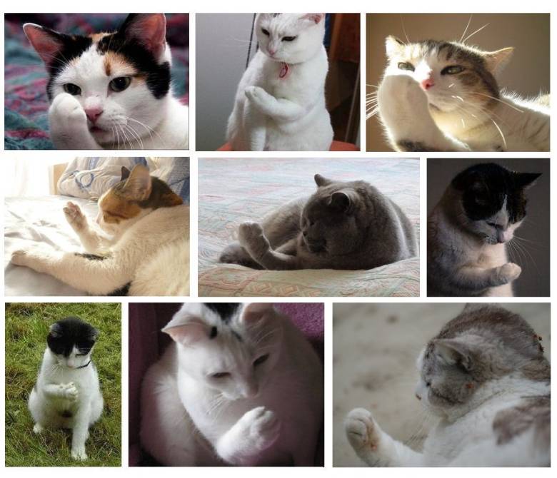 초능력을 깨달은 고양이들.jpg1