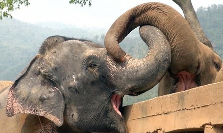 눈 먼 코끼리가 새로운 무리를 만나는 감동적인 순간1