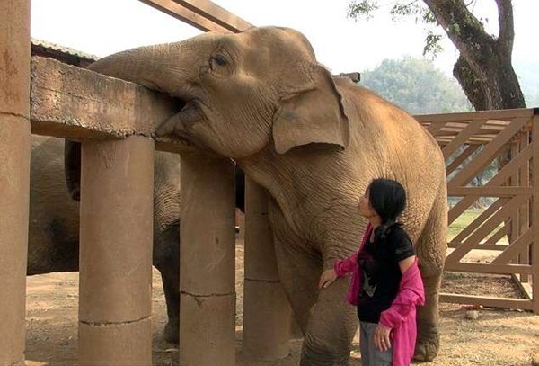 눈 먼 코끼리가 새로운 무리를 만나는 감동적인 순간2