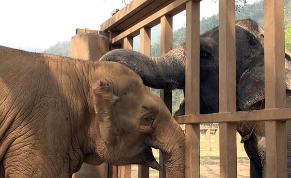 눈 먼 코끼리가 새로운 무리를 만나는 감동적인 순간3