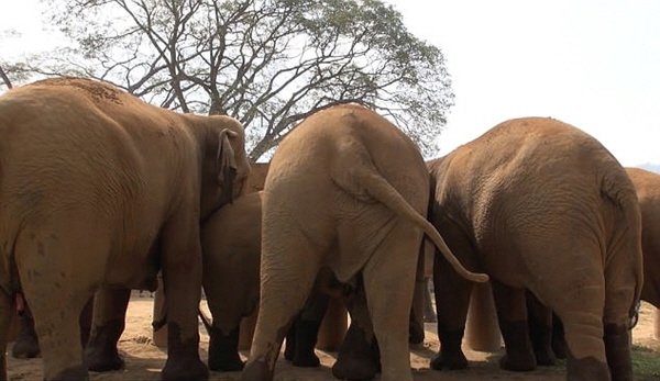 눈 먼 코끼리가 새로운 무리를 만나는 감동적인 순간4