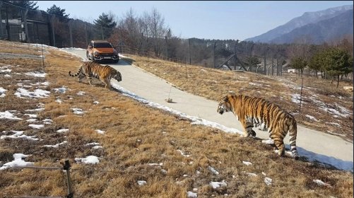 통일 후 북한지역으로 자대배치 후 보게될 짬타이거1