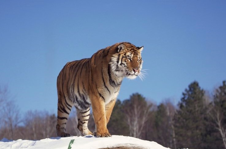 통일 후 북한지역으로 자대배치 후 보게될 짬타이거3