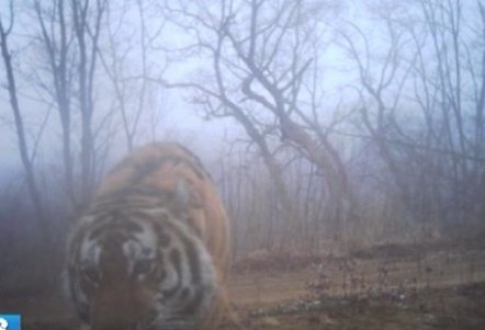 통일 후 북한지역으로 자대배치 후 보게될 짬타이거5