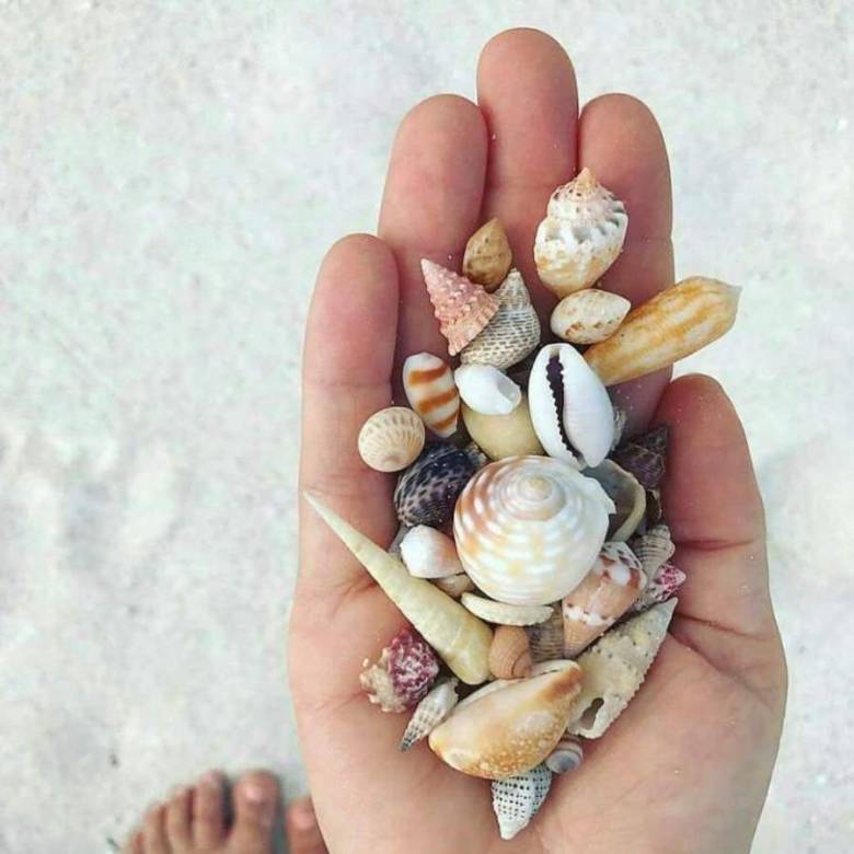 조개껍질 모으기.jpg4