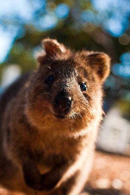 호주에만 서식하는 동물.jpg10