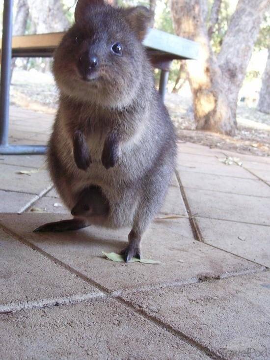 호주에만 서식하는 동물.jpg9