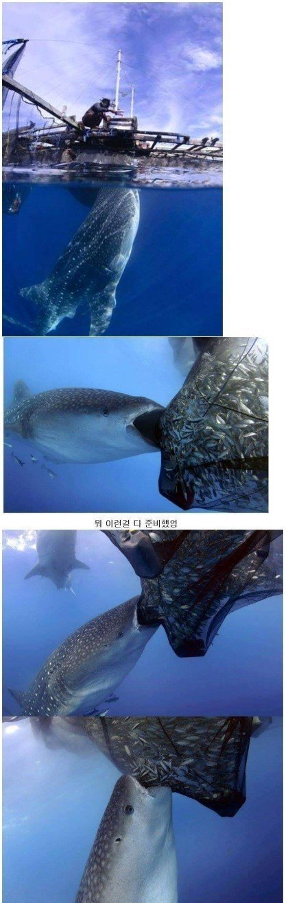 뷔페를 발견한 고래상어.jpg1