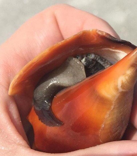 사람들이 거의 본적없다는 소라눈.jpg1