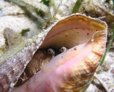 사람들이 거의 본적없다는 소라눈.jpg2