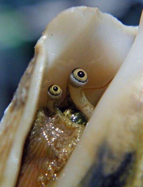 사람들이 거의 본적없다는 소라눈.jpg3