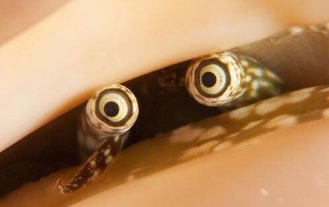 사람들이 거의 본적없다는 소라눈.jpg4