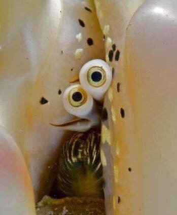 사람들이 거의 본적없다는 소라눈.jpg5