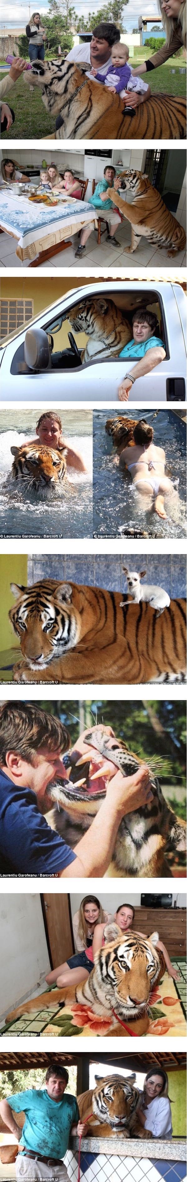 브라질의 흔한 반려동물.jpg1