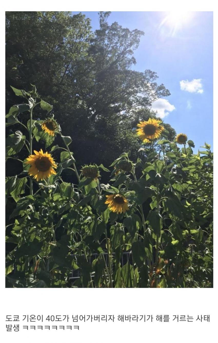 도쿄의 해바라기 근황 . gif1