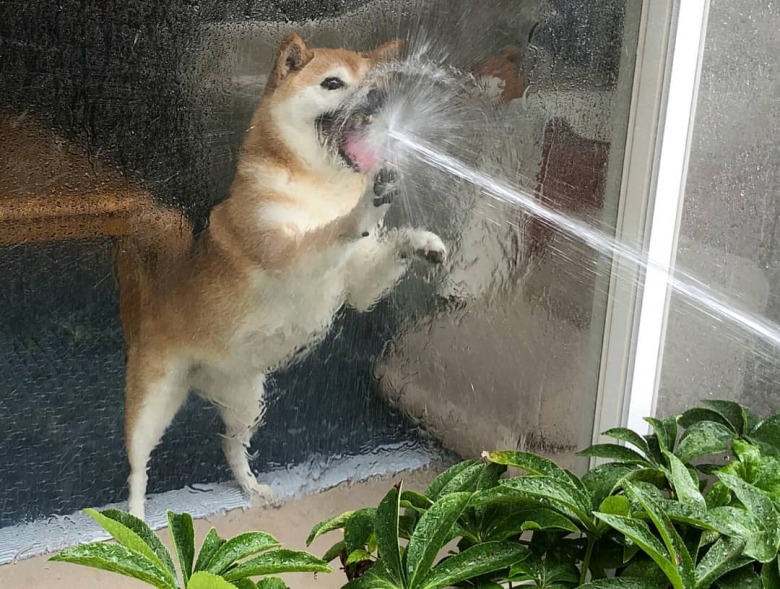 꼬부기 물대포.jpg1