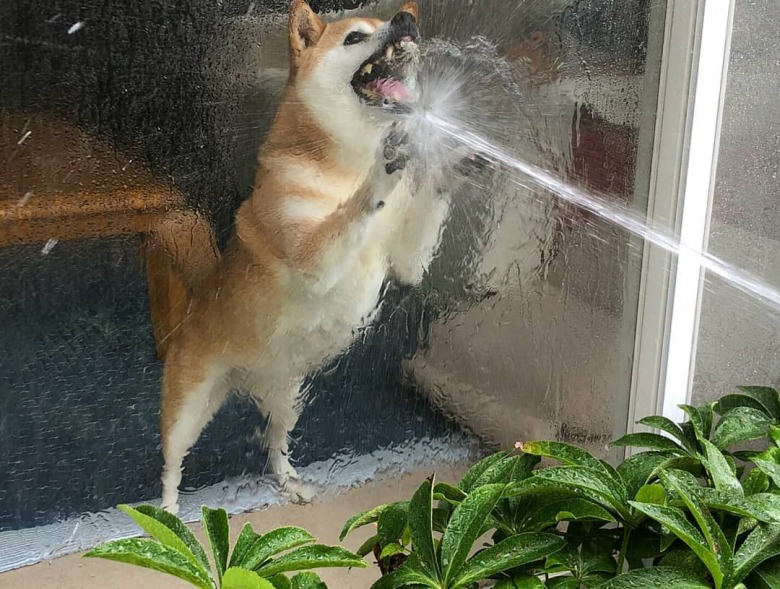 꼬부기 물대포.jpg2