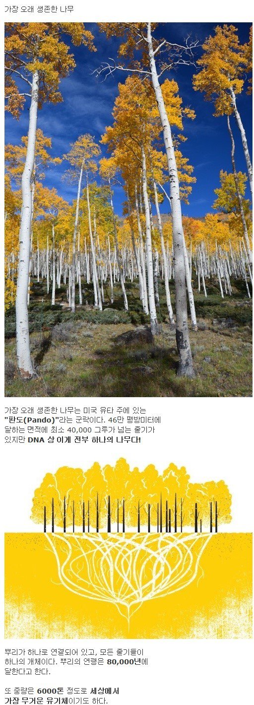 세상에서 가장 무거운 나무1