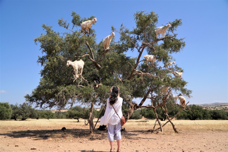 염소가 열리는 나무.jpg1