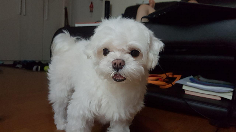 오늘 빡빡 밀릴 댕댕이.jpg1