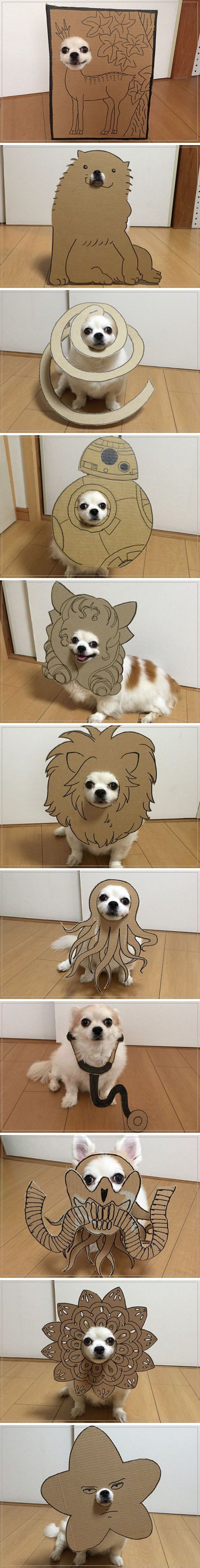 라면상자로 코스프레 당하는 강아지1