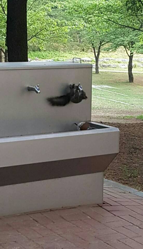 급수대에서 스스로 물마시는 청설모2