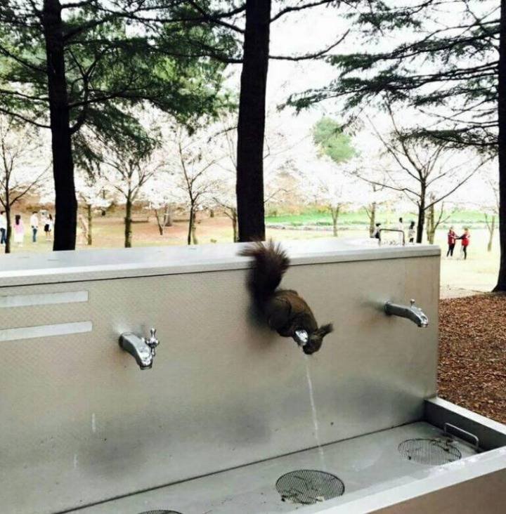 급수대에서 스스로 물마시는 청설모3