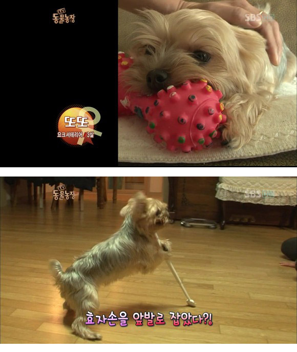 반려견 교정 레전드급 (스압)1