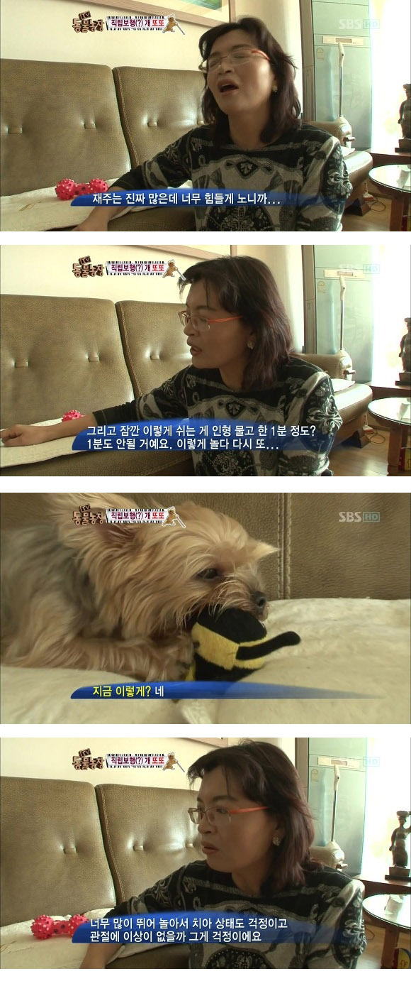 반려견 교정 레전드급 (스압)10