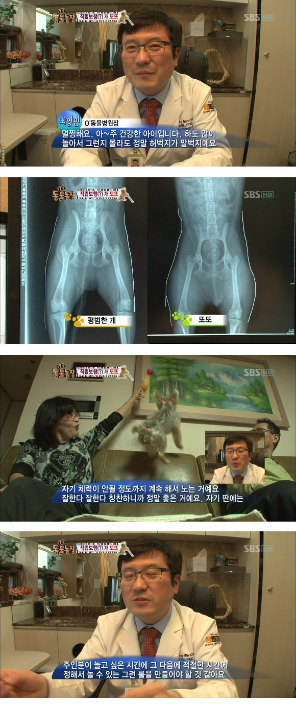 반려견 교정 레전드급 (스압)11