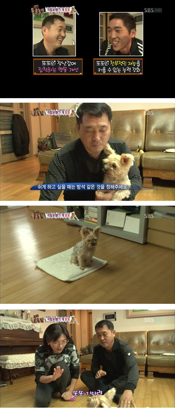 반려견 교정 레전드급 (스압)14