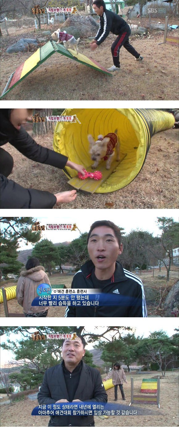 반려견 교정 레전드급 (스압)17