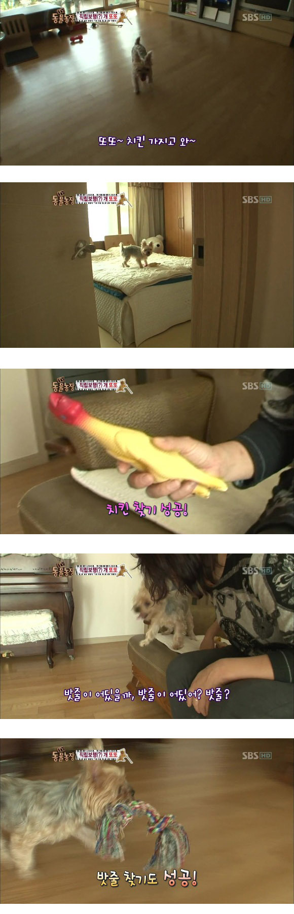 반려견 교정 레전드급 (스압)5