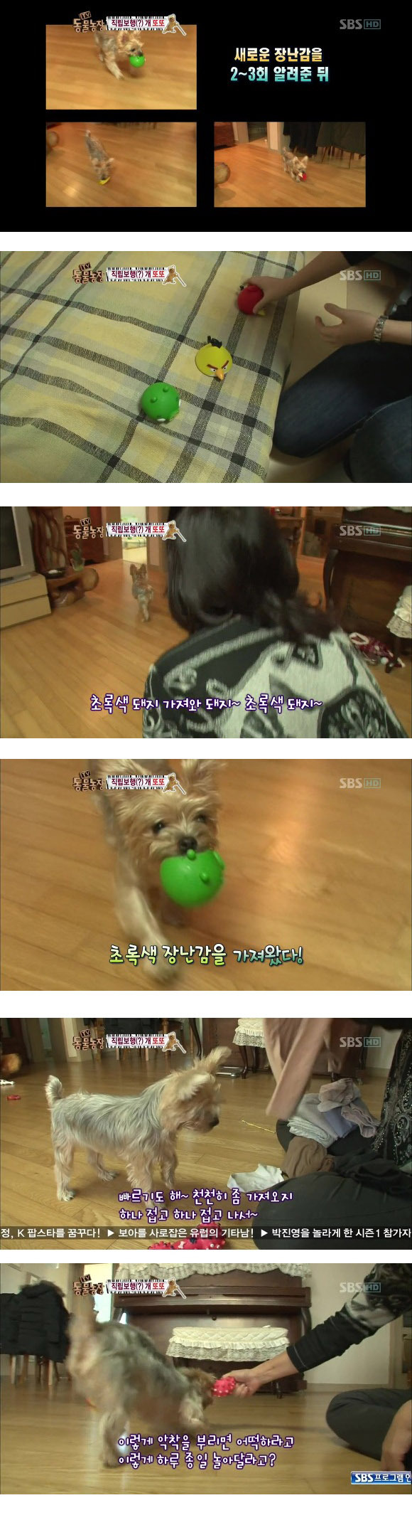 반려견 교정 레전드급 (스압)6