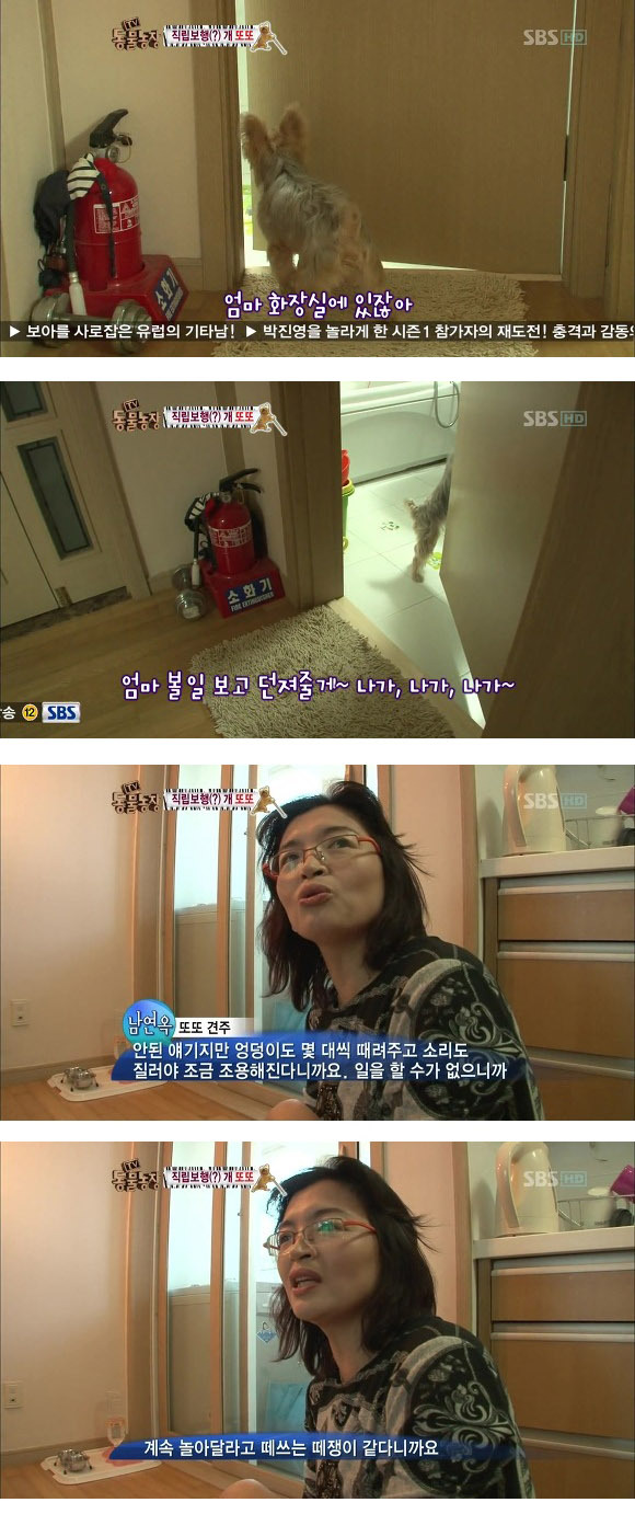 반려견 교정 레전드급 (스압)7