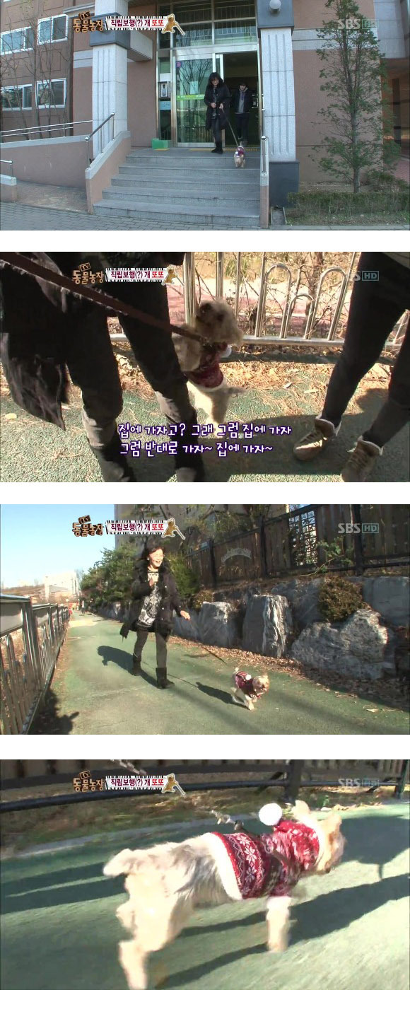 반려견 교정 레전드급 (스압)8