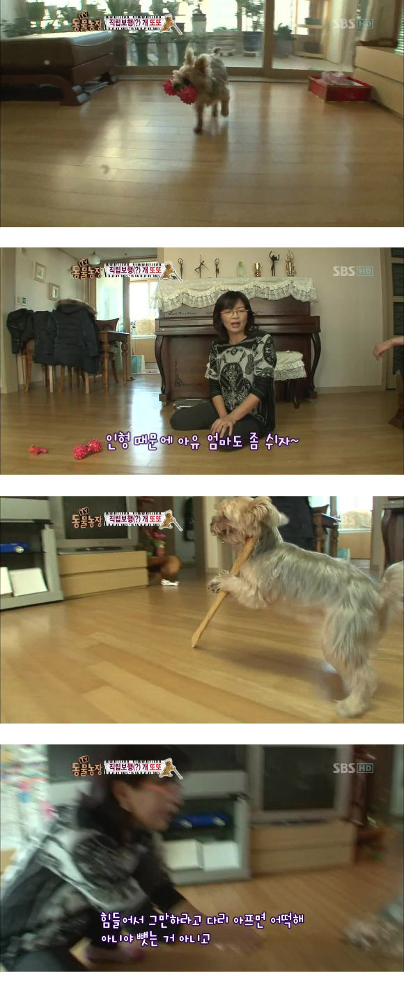 반려견 교정 레전드급 (스압)9