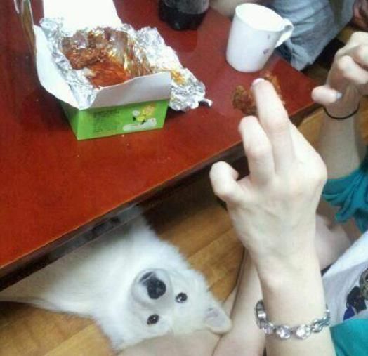 아니 솔직히 개가 치킨 좀 먹는다고 설마 죽겠습니까?.JPG1